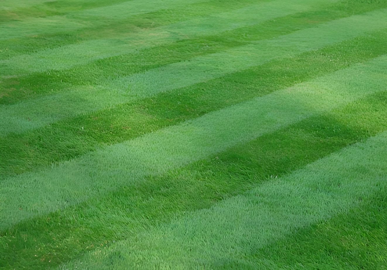 Striped green grass lawn pattern.