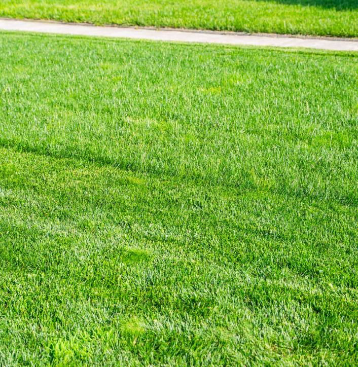 Green grass lawn with a sidewalk background.
