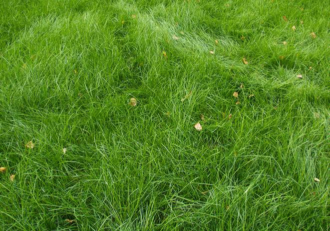Green grass with scattered dry leaves.