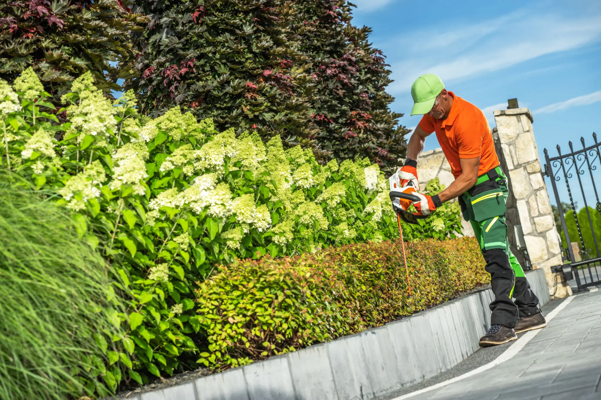 Gardener trimming hedge with electric trimmer.